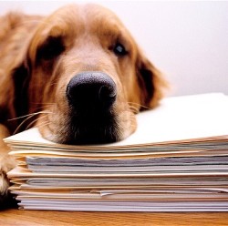 Собаки снижают уровень стресса на работе  