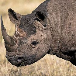Черные носороги объявлены вымершими