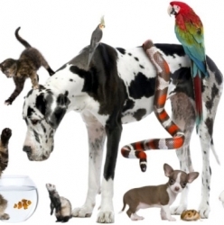 Первая в мире социальная сеть для животных…Регистрируйте своих любимцев!