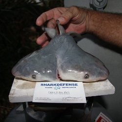 Обнаружена двухголовая акула