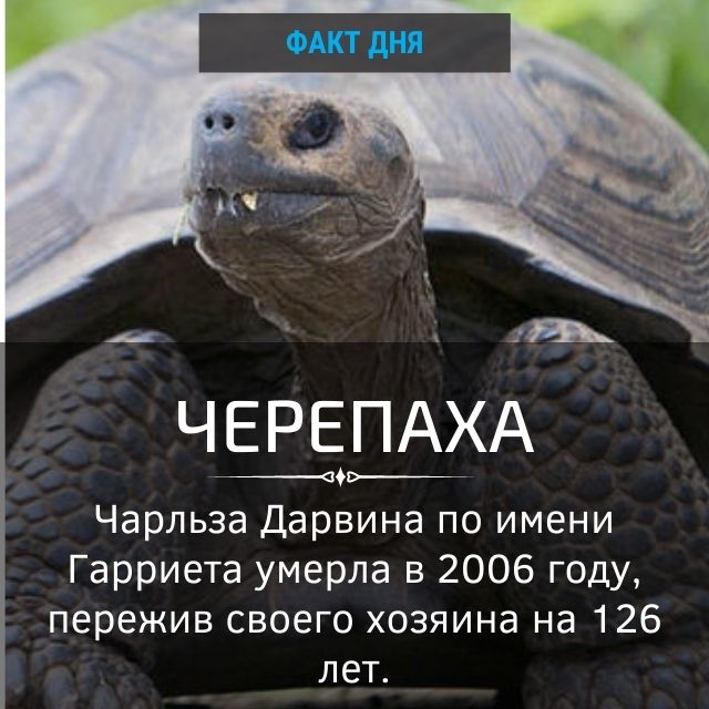 Черепаха Чарльза Дарвина