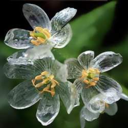 Цветок-скелет - становится прозрачным во время дождя