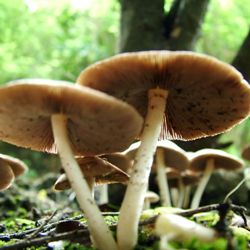10 интересных вещей, которые вы не знали о грибах