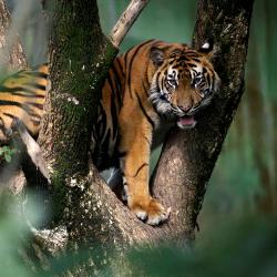 Мужчины провели 5 дней на дереве в ловушке у тигров