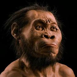 Обнаружен новый вид людей - Homo naledi