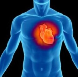 Сердце без пульса и биения может спасти жизни