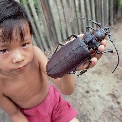 Дровосек-титан – самый большой жук в мире