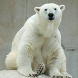 Медведь и волк борются за звание президента зоопарка на Аляске