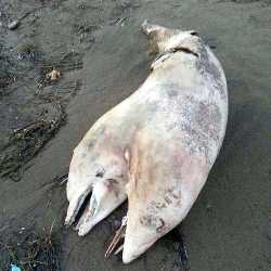 В Турции на берег выбросило двухголового дельфина