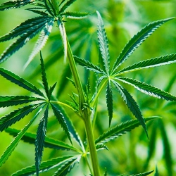 Ученые создали марихуану без "кайфа" 