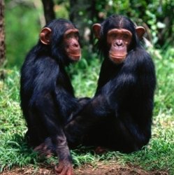 Рука помощи шимпанзе
