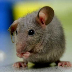 Почему научные исследования используют мышей? 