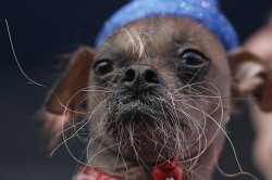 Назван победитель конкурса "Самая уродливая собака 2012"