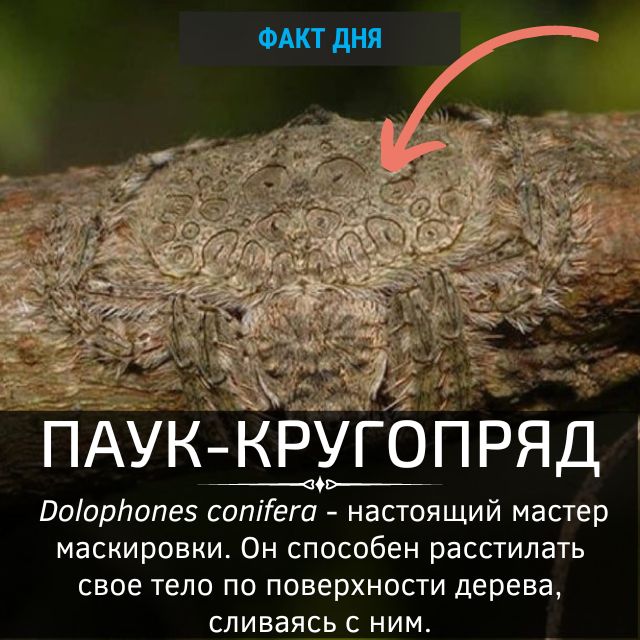 Паук Dolophones conifera