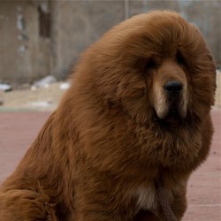 В китайском зоопарке собаку выдали за льва