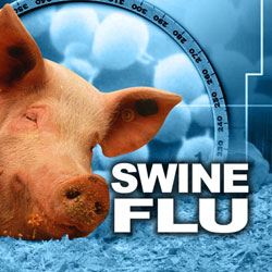Ученые: свиной грипп дает иммунитет