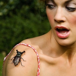 9 самых больших насекомых на земле  