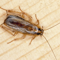 10 невероятных фактов о тараканах