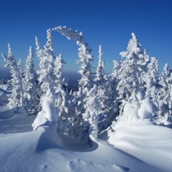 Глобальное потепление угрожает лесам Сибири 