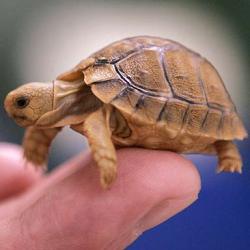 Почему опасно заводить черепаху