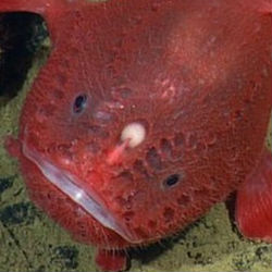 Редчайший вид морского черта впервые найден живым
