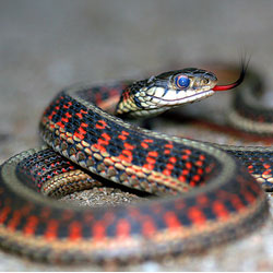 Эстроген помогает самцам змей находить подходящих партнерш