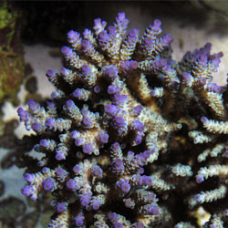 Ученые замораживают кораллы