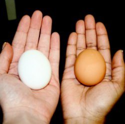 Белые и коричневые куриные яйца: какие полезнее?