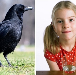 Мозг птицы развит на уровне семилетнего ребенка