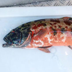 У рыб обнаружен рак кожи