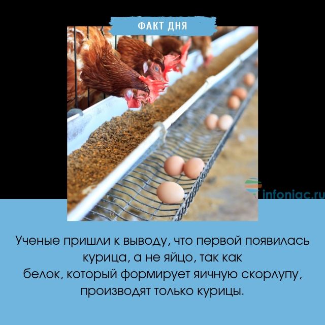 Яйцо или курица