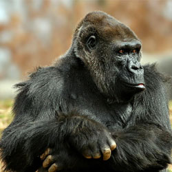 Любопытные факты о гориллах