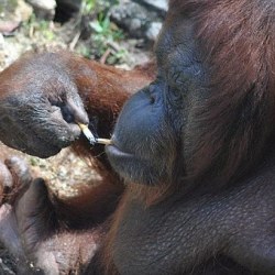 Обезьяну Ширли из малазийского зоопарка лечат от табачной зависимости