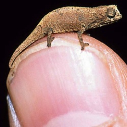 Пятерка самых маленьких млекопитающих планеты