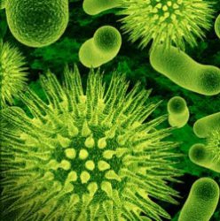 Смогут ли люди прожить без бактерий? 