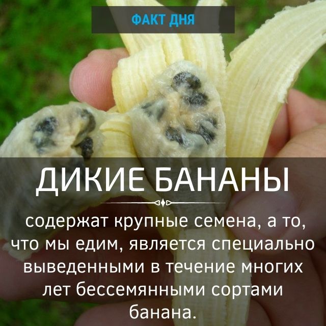 Дикие бананы