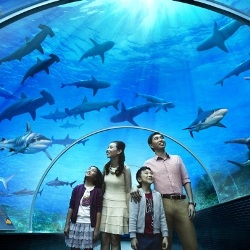 В Сингапуре открылся самый большой аквариум в мире