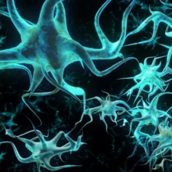Пересадка нейронов восстанавливает функции мозга  