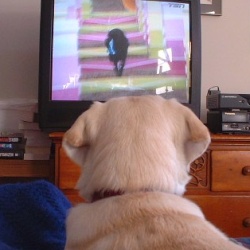 В США запустили телевизионный канал для собак