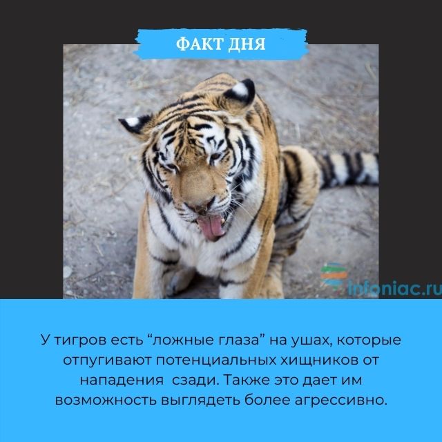 Глаза на ушах у тигров