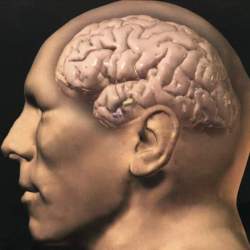 Почему человеческий мозг такой большой?