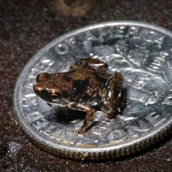 Найдена самая маленькая лягушка в мире
