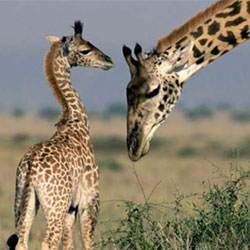 Пятна жирафа подскажут его возраст