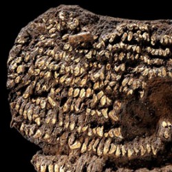 Самая древняя сумочка в мире украшена собачьими зубами