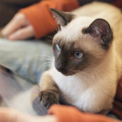 10 интересных фактов о сиамских кошках
