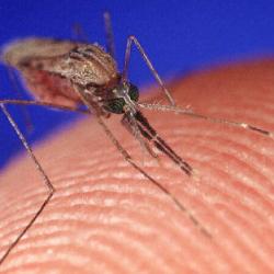 Как выглядит укус комара под микроскопом?