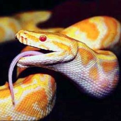 Змеи хранят сперму в течение пяти лет перед зачатием