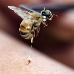 Названо самое болезненное место для укуса пчелы
