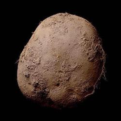 Фотографию картофеля продали за 1 миллион долларов
