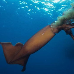 Крупнейший кальмар умеет нырять на невиданные глубины